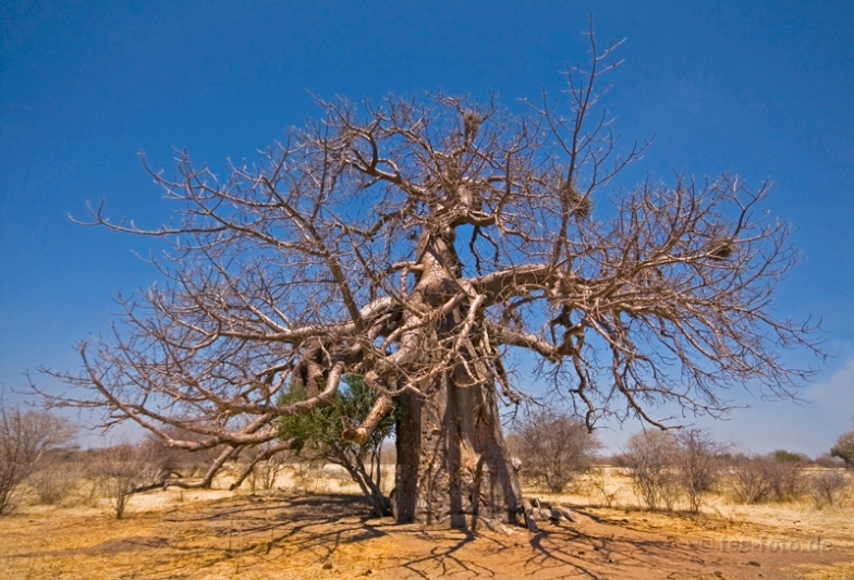 Baobab
