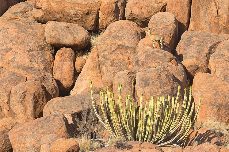 Klippspringer-and-Cactus