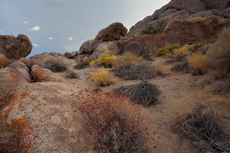 Farbenprächtige-Pflanzen