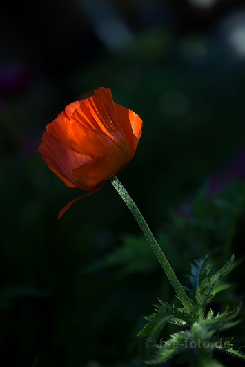 Es-grüßt-der-Mohn