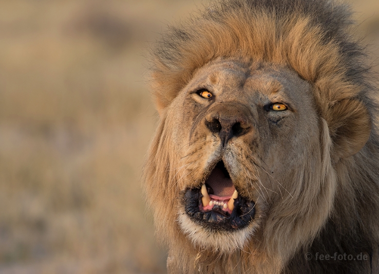 In-the-eye-of-a-lion