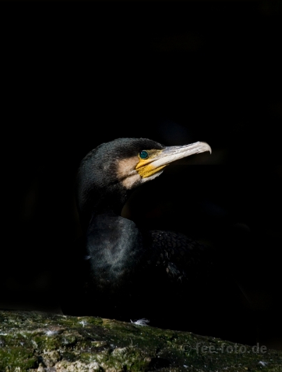 Kormoran