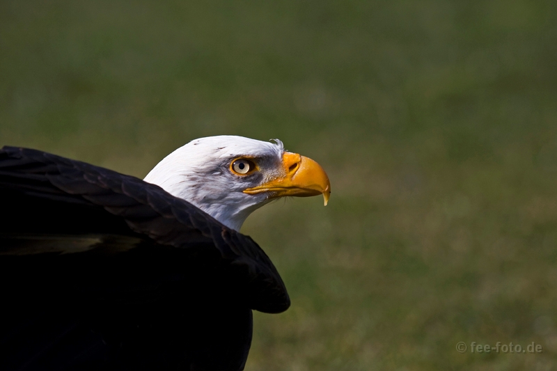 Weisskopfseeadler